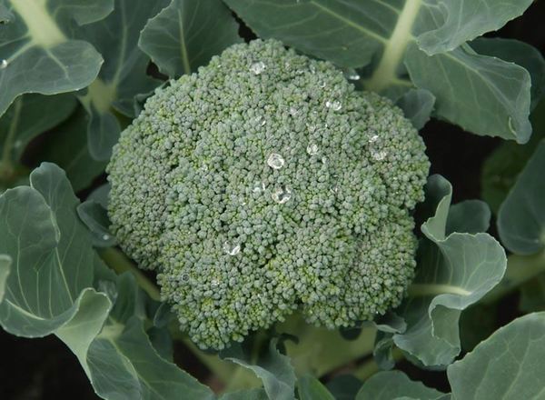 Broccoli, Calabrese