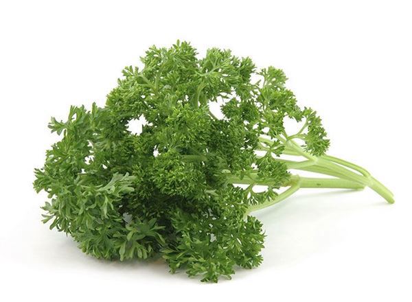 Parsley Curly