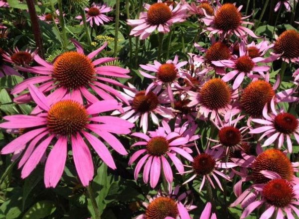 Echinacea