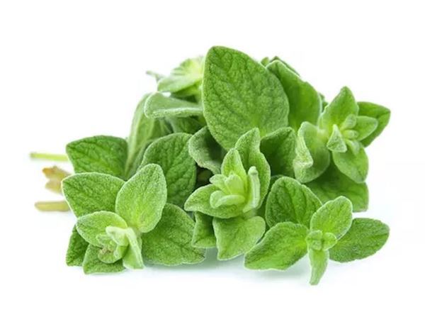 Oregano - Fresh Leaf
