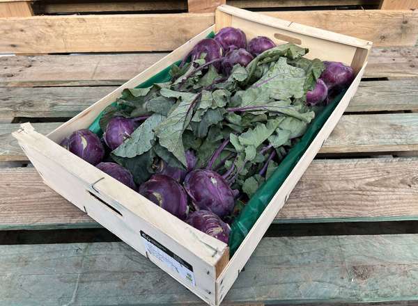 Organic Kohl Rabi Red 15 units