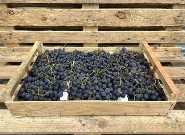 Grapes - Lavallee