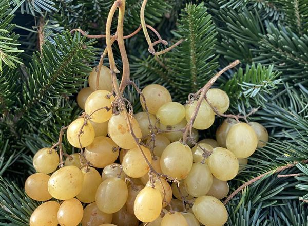 Grapes, Green - approx 250g - Organic