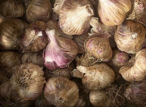Organic English Garlic
