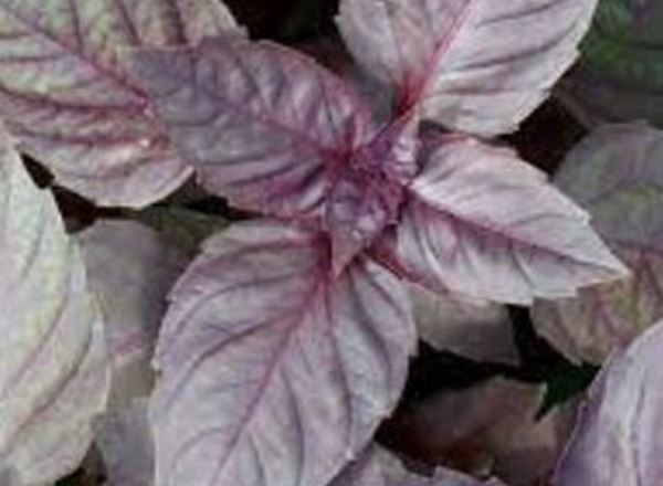 Purple Basil