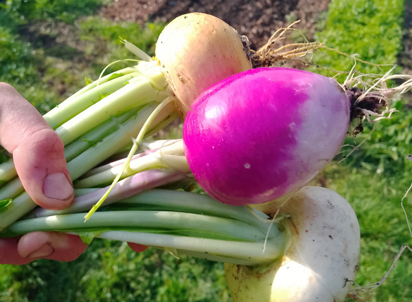 Rainbow Turnip bunch