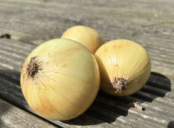 White Onions Pack of 3