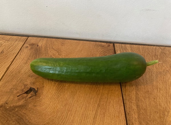Cucumber