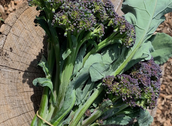 Purple Tenderstem Broccoli