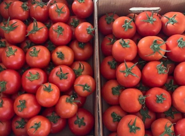 Salad Tomatoes