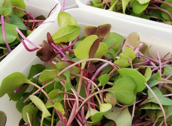 Microgreens