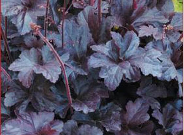 Heuchera - various varieties see description
