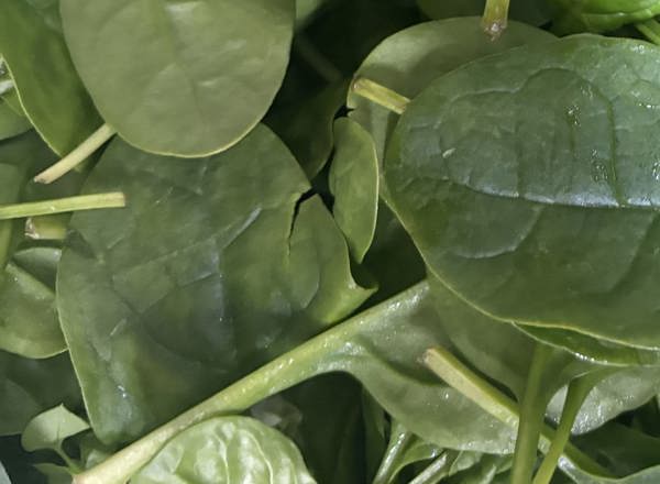 Baby Spinach Leaves