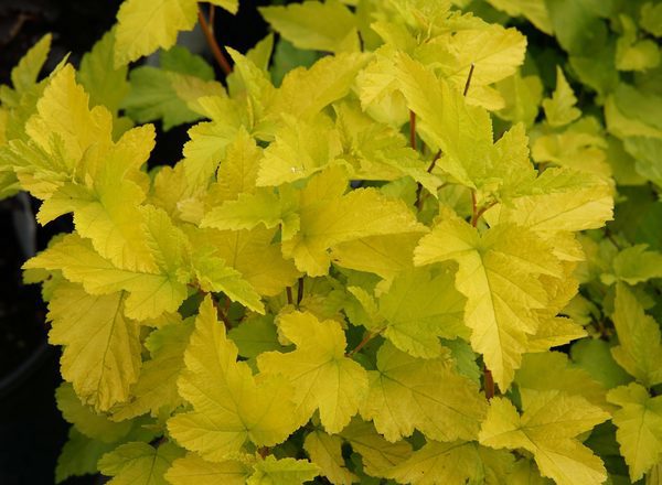Ninebark - uncommon varieties