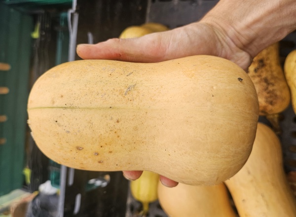 Squash Butternut