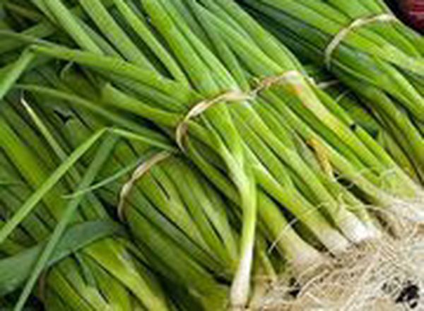 Spring Onion bunch