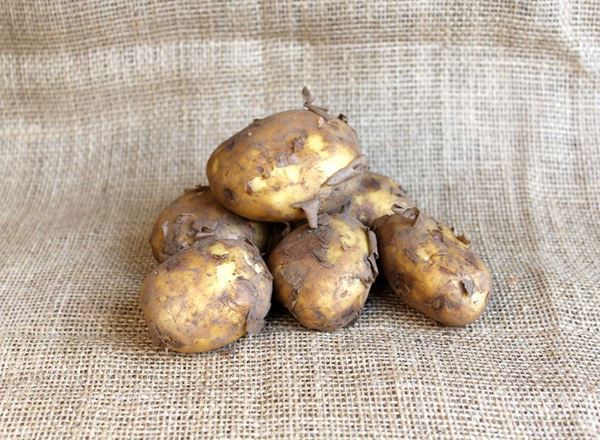Organic Potatoes 900g
