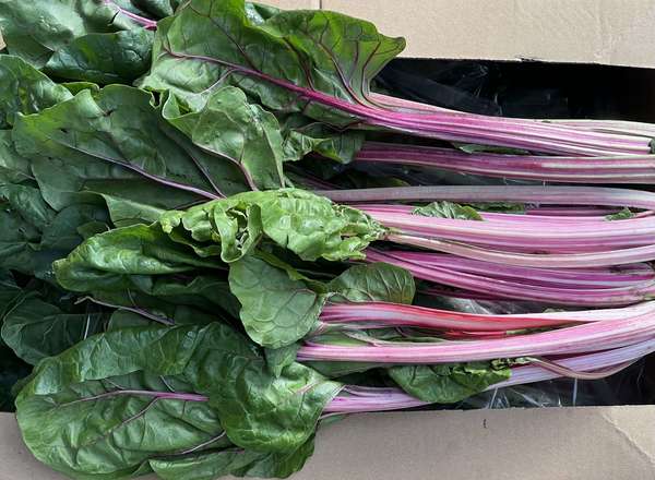 Chard - Pink (Lancashire, UK)