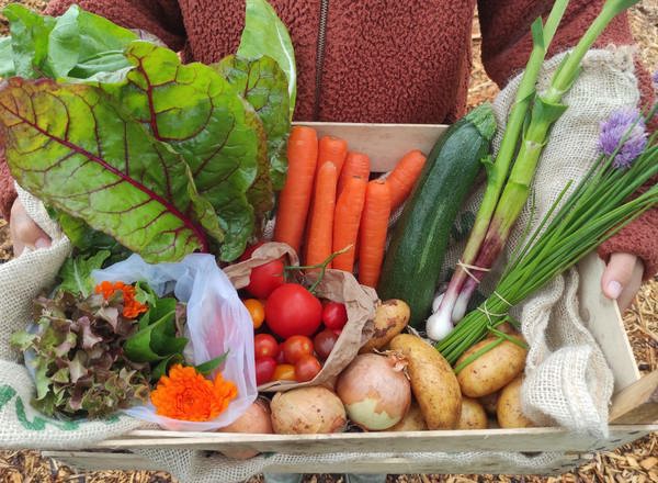 Medium Organic Veg Box