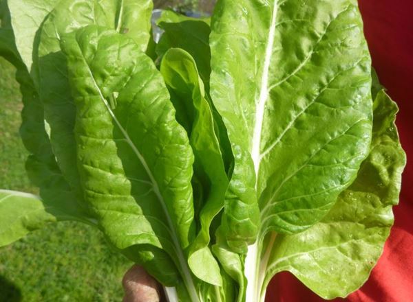 Chard, Swiss - 240g