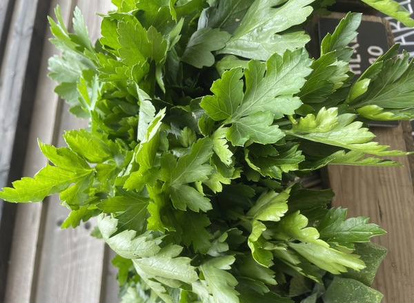 Parsley flat leaf