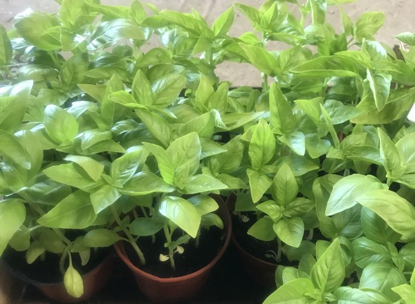 Basil plant/pot