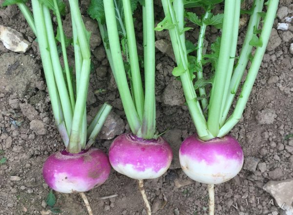 Turnips  LC
