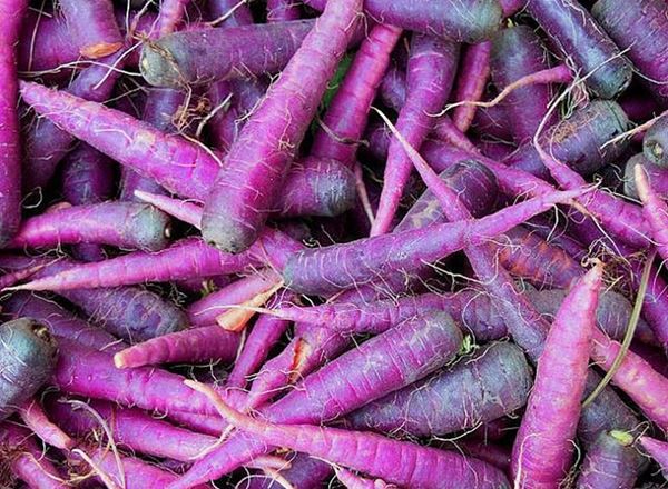 Carrot purple