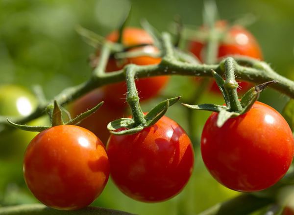 Tomato (Vine)