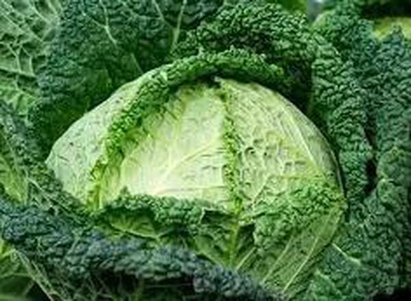 Cabbage Savoy