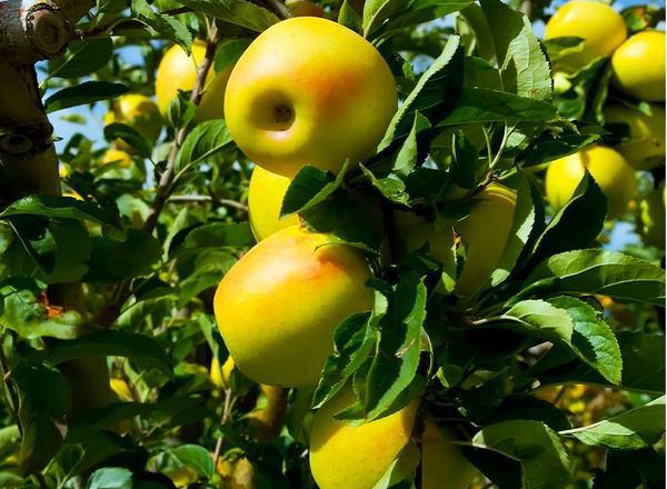 Golden Delicious Apple Tree