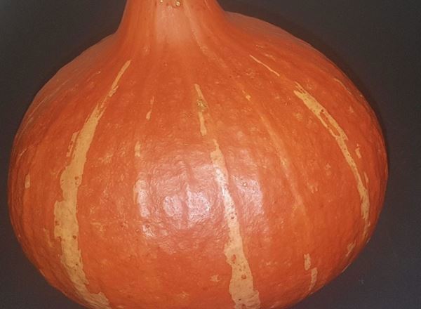 Squash - Onion