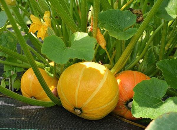 Squash (Amoro)