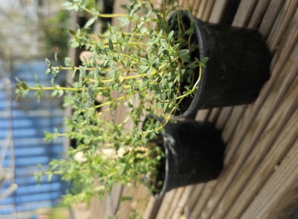 ( Potted x1) Thyme - small (Own Grown)