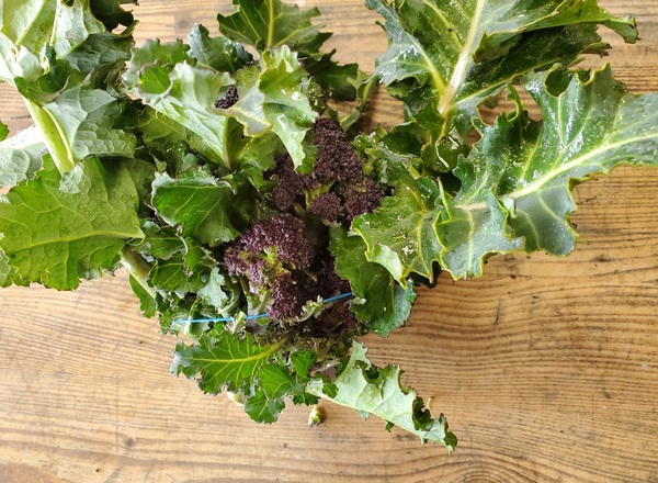 Broccoli - purple sprouting