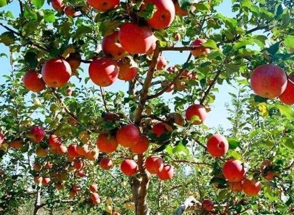 Fuji Apple Tree