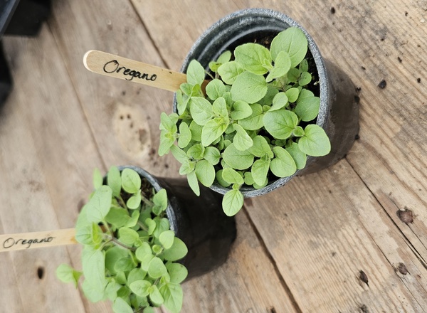 ( Potted x1) Oregano - herb - Small (Own Grown)