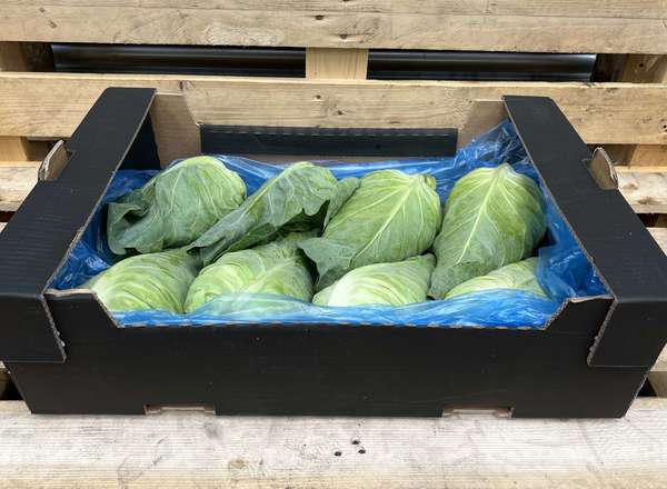 Cabbage - British Organic Summer Pointed