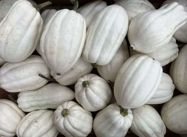 Squash - Mashed Potato (Peterborough, UK)