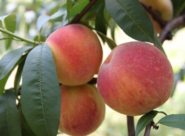 Madison Peach Tree