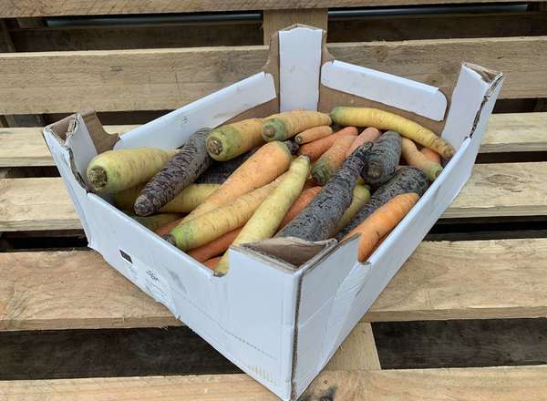 Organic Carrot Rainbow Washed