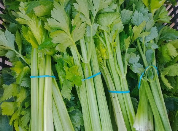 Leafy Celery