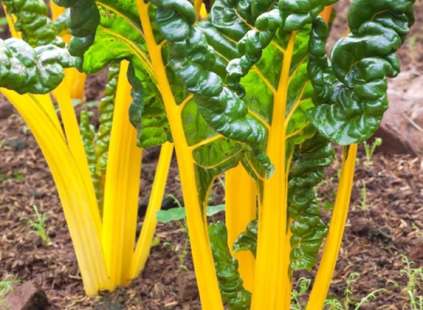 Chard Golden