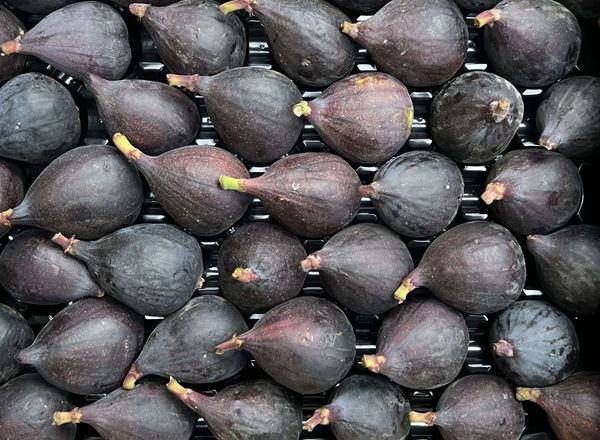 Fig, Purple Sollies