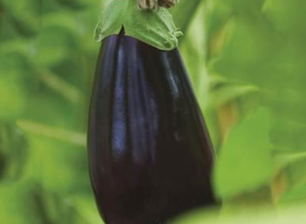 Aubergine (x1)