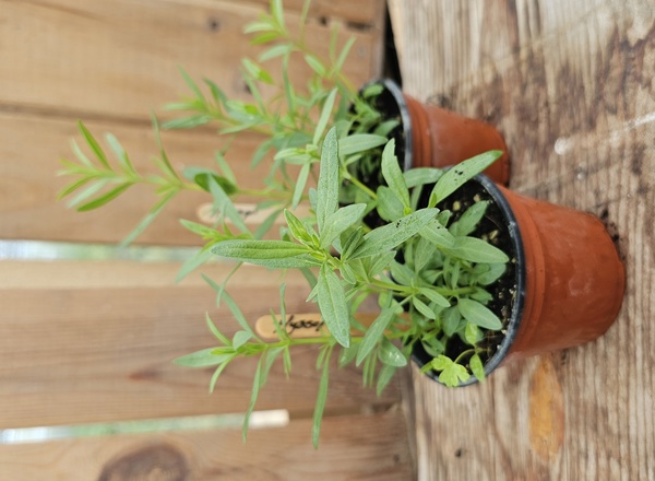 ( Potted x1) Hyssop - small (Own Grown)