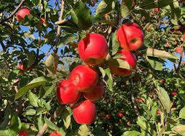 Ambrosia Apple Tree