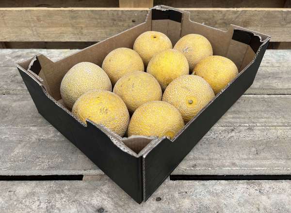 Melon - Organic Galia
