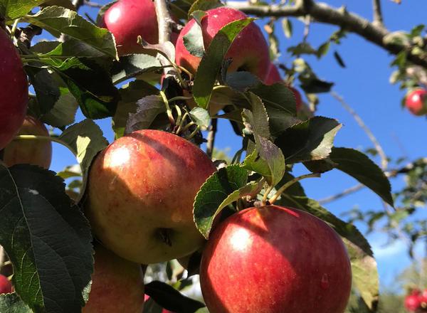 Apples - Rajka