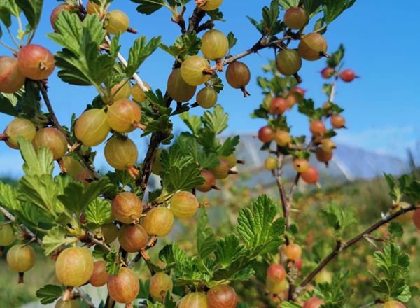 Gooseberries - Punnet 200g
